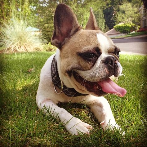 It's free to post an ad. French Bulldog Breeders in Washington