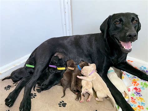 Adorable Pictures Of Mommy Dogs Posing With Their Puppies Monkoodog
