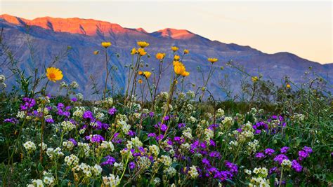 Beautiful southern california hilly landscape with yellow mustard wild flowers blooming in. When will the wildflower super bloom happen in the ...