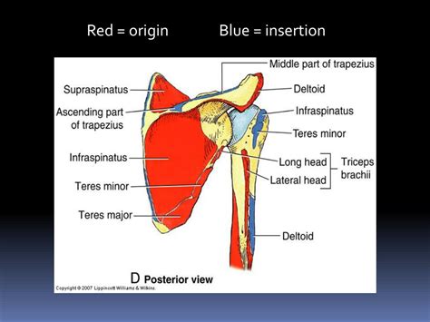 Ppt Glenohumeral Joint Shoulder Joint Powerpoint Presentation Id