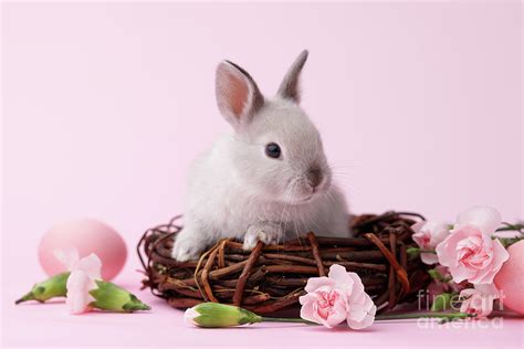 Easter Bunny With Flowers On Pink Background Photograph By Dmytro Kobeza