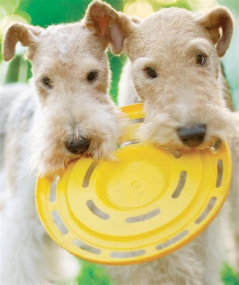 Learn About The Wire Fox Terrier Dog Breed From A Trusted