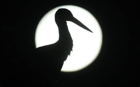 Jika langit sedang cerah, arahkan pandangan anda ke arah. Ini Fenomena Bulan Purnama yang Terjadi pada Mei hingga ...