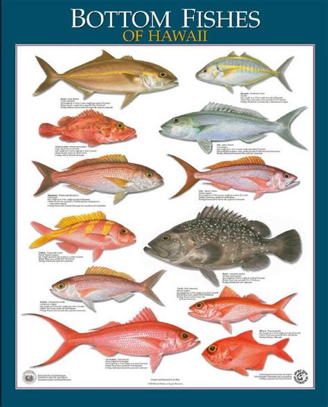 Bottom Fish Guide