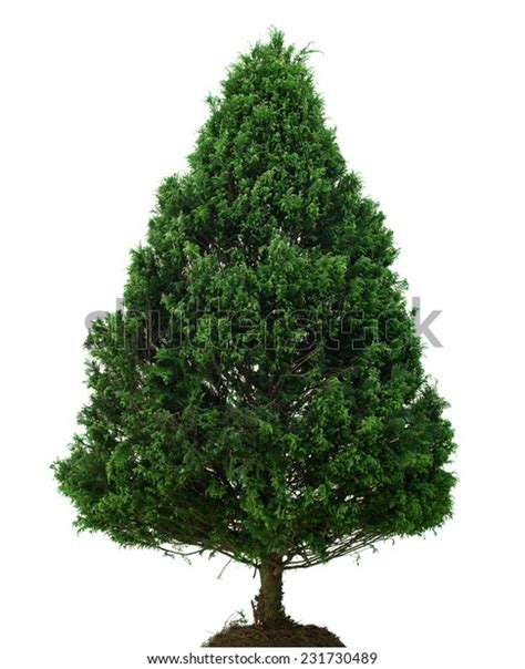 Single Pine Tree Isolated On White 스톡 사진지금 편집 231730489