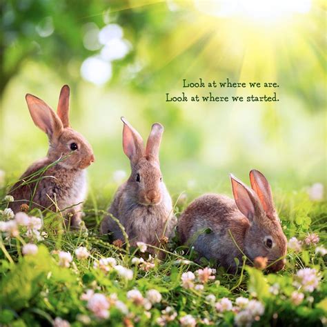 Cute Bunny Rabbit Stock Photo Inspirational Quote Rabbit Lovers