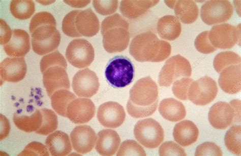 Lymphocyte Lm Stock Image C0222167 Science Photo Library