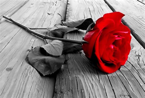 Black And Red Rose Wallpapers On Wallpaperdog