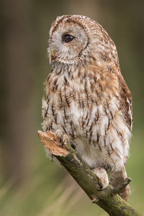 Tawny Owl Stock Image Image Of Feather Vertical Tawny 95728953
