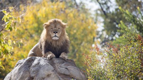 Lions Escape Kruger National Park Wildlife Reserve In
