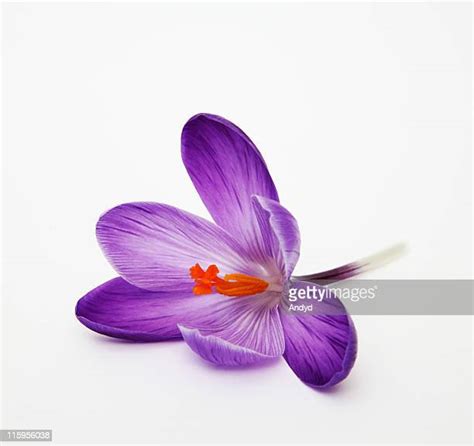 Purple Crocus Flower Photos And Premium High Res Pictures Getty Images