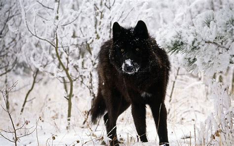Download Cool Black Wolf With Snow On Snout Wallpaper