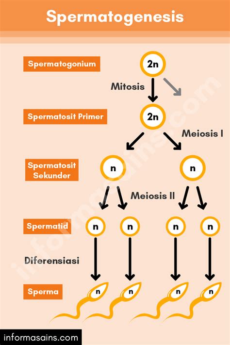 spermatogenesis dan oogenesis pengertian tahap proses perbedaan informasainsedu