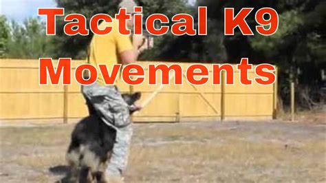 Tactical K9 Training Youtube