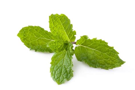 Premium Photo Fresh Mint Herb Leaves Isolated On White Background