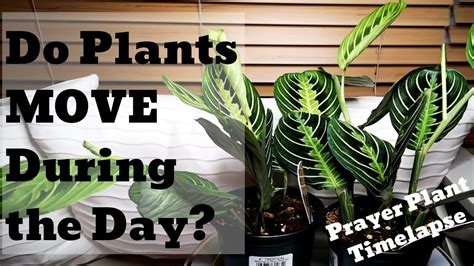 Do Plants Move During The Day Prayer Plant Timelapse Indoor Plants