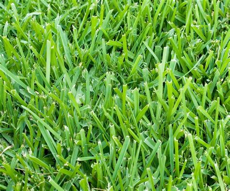 Six Types Of Grass For Florida Lawns