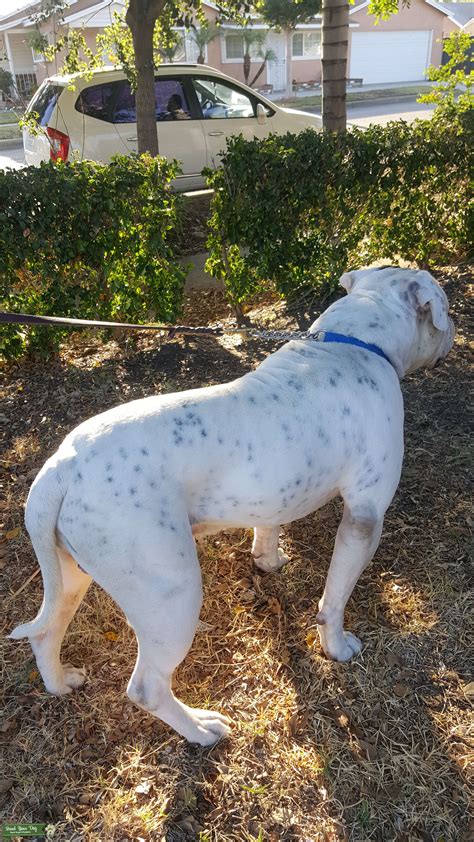 American Bulldog Stud Amazing Must See Stud Dog In California The