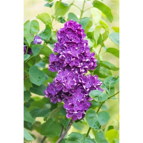 Spring Hill Nurseries Yankee Doodle Lilac Purple Flowering Shrub In 1