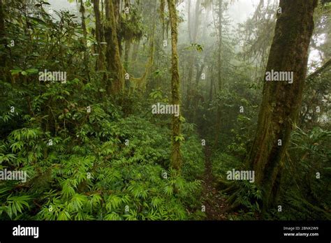 Montane Rainforest Habitat Arfak Mountains At 2000m Elevation West