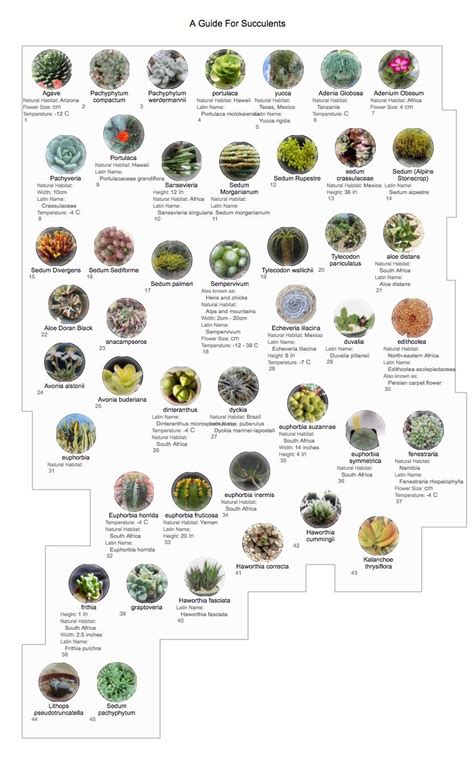 Help With A List Of Succulents In The Cactus And Succulents Forum