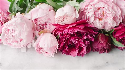 Pink Peonies Wallpaper 46 Images