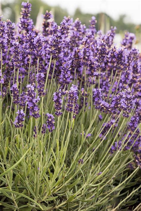Top 10 Lavender Varieties To Grow In Your Garden Lavender Varieties