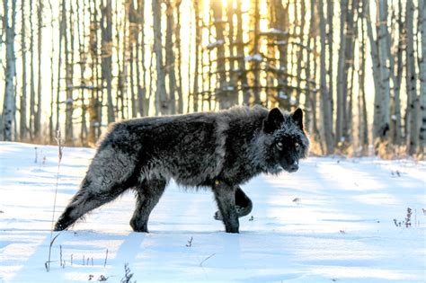 Learn About Wolfdogs Yamnuska Wolfdog Sanctuary