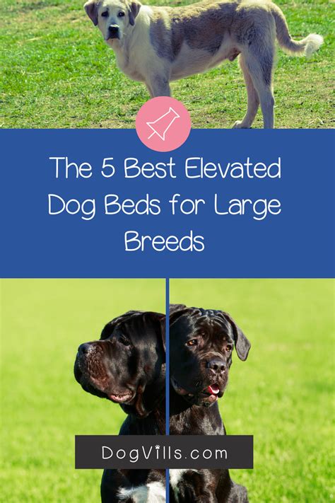 Best dog beds for large breeds canada. The 5 Best Elevated Dog Beds for Large Breeds - DogVills ...