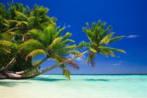 Tropical Paradise At Maldives Stock Photo Image Of Nature Landscape