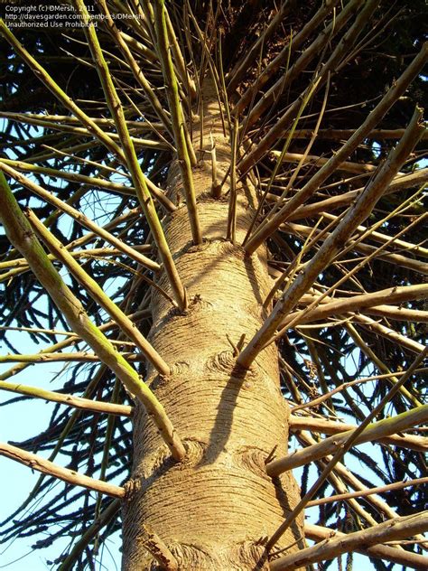 Does anyone have any tips on growing araucaria araucana outdoors in zone 6? PlantFiles Pictures: Araucaria Species, Chilean Pine ...