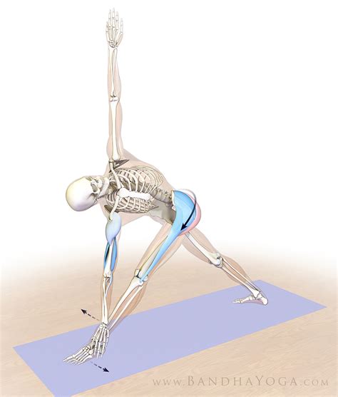 Ardha chandrasana or half moon pose is a quite challenging balancing pose that really urges you to focus. The Daily Bandha: Anatomic Sequencing: Revolved Half Moon Pose