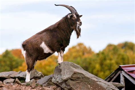 Hon lämnade mästerskapet med tre medaljer, varav ett guld i stafetten. Unser Streichelzoo - WILDPARK SCHMIDT