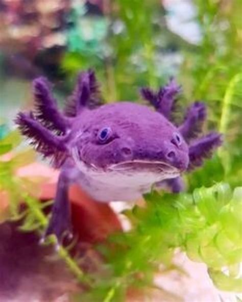Purple Axolotl
