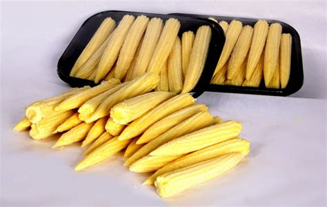 By the time you're 25 weeks pregnant, your baby will weigh approximately 1.7 pounds (785 grams) and measure 13.1 inches (33,6 cm). Fresh Babycorn at Rs 80/kg | Baby Corn | ID: 20616489112
