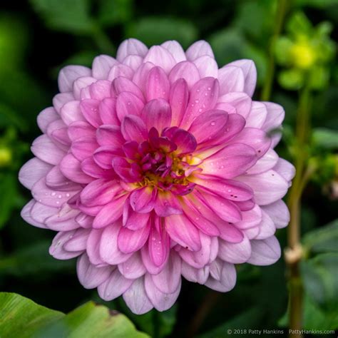 A Few More Flowers from the New York Botanical Garden :: Beautiful Flower Pictures Blog