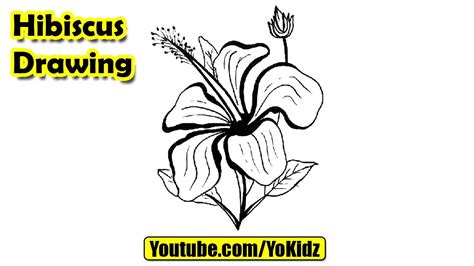 How To Draw Hibiscus Flower Youtube