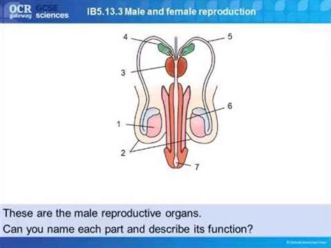 Humans, like other organisms, pass some characteristics of themselves to the next. Male Reproductive System Movie - YouTube