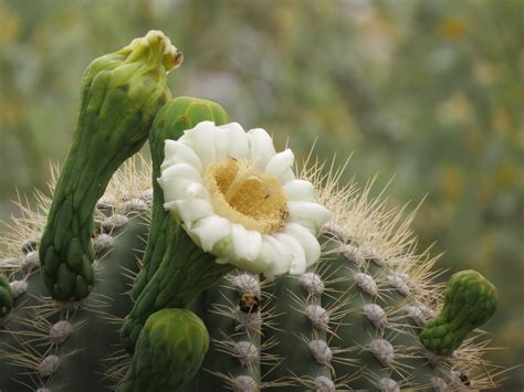 Have Book Will Travel Cactus Flowers At The Desert Botanical Garden
