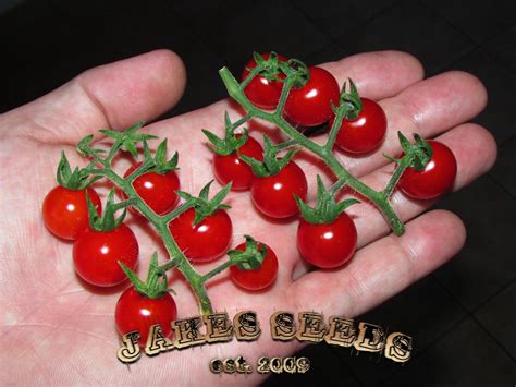 Matts Wild Cherry Heirloom Tomato Jakes Seeds