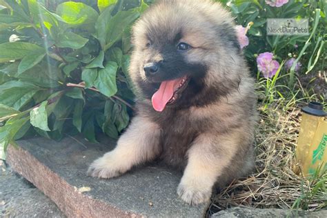 Keeshia Bear Keeshond Puppy For Sale Near Knoxville Tennessee