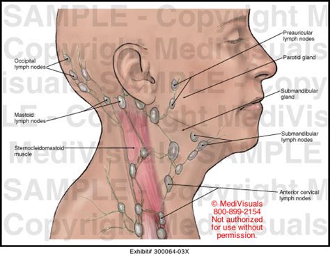 Lymph Nodes Of The Head And Neck Medical Illustration