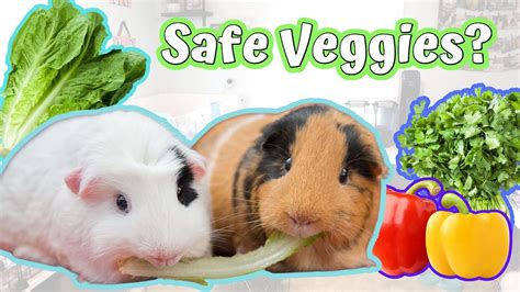 Guinea Pig Food List Printable Pdf Pink And Blue Bundle Ph