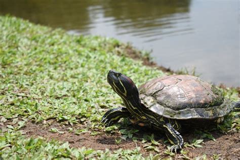 Household Pet Aquatic Turtles As Well As Outdoor Ponds Cheung