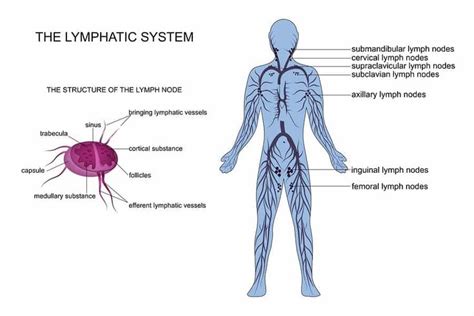 How And Why To Do Lymphatic Drainage Massage On Yourself