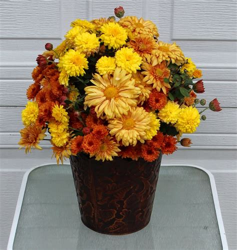 Fall Mums Using A Variety In Fall Arrangements Sowing The Seeds
