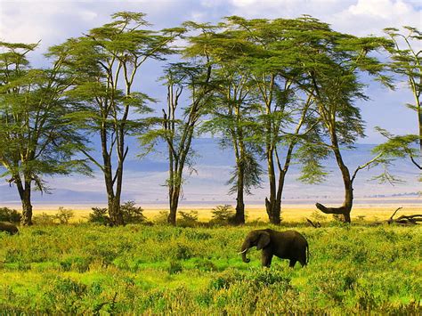 Online Crop Hd Wallpaper Desert Grassland Savanna Savannah