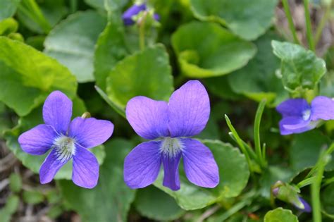Wild Violet Is A Broadleaf Weed Commonly Found In Turf Grass