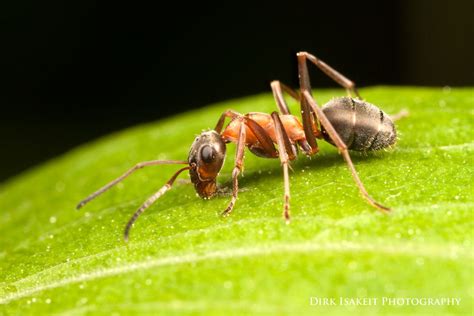 Ameise Auf Entdeckungstour Foto And Bild Tiere Wildlife Insekten