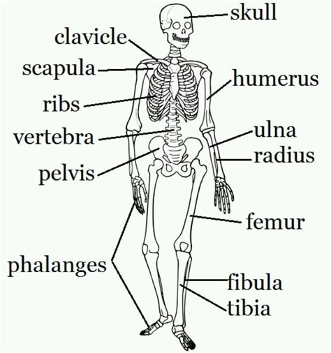 Thank you for visiting human body diagram for kids pictures. Pin by Greg Gallaher Jr. on Bones | Skeletal system ...